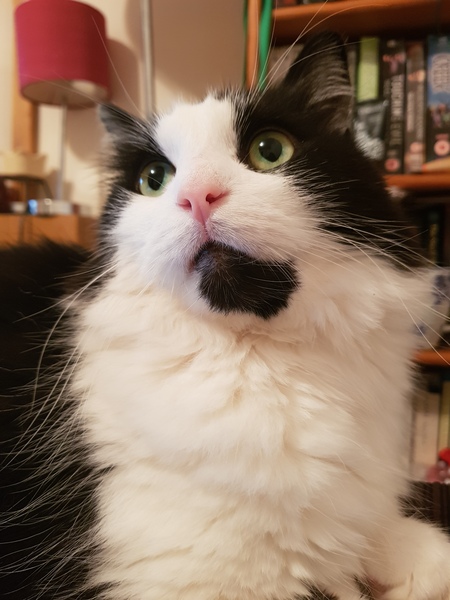 Can we have a pet photo thread? All welcome, furry, scaly, winged and more!
