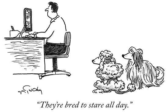 an alternative view on dog breeds - lighthearted