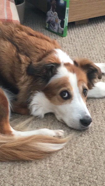 Westminsterenders: Don't Panic. Really Don't Panic. Honestly Don't Panic.