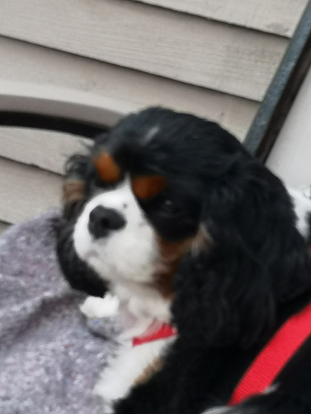 Owners of King Charles spaniels- advice please