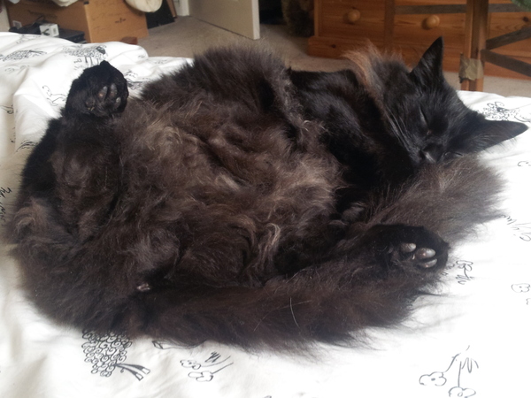 sleeping kitty