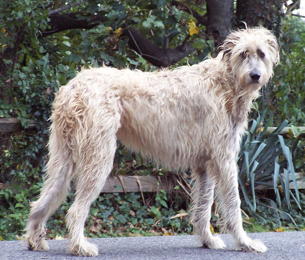 What breed of a dog is this?