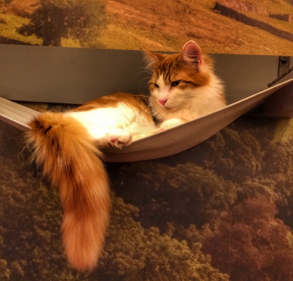 Westminsterenders: Don't Panic. Really Don't Panic. Honestly Don't Panic.