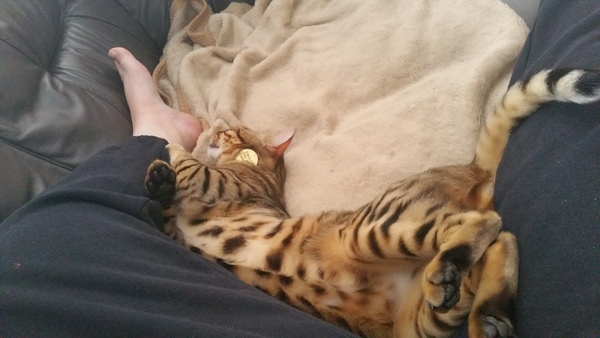 What's your DCat up to today? (Thread 7!)
