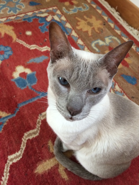 Westminstenders: What The Hell Happens Next?!