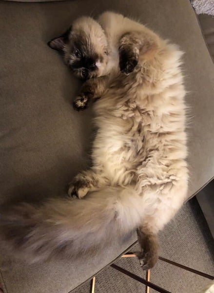 Cat has fleas. AIBU?