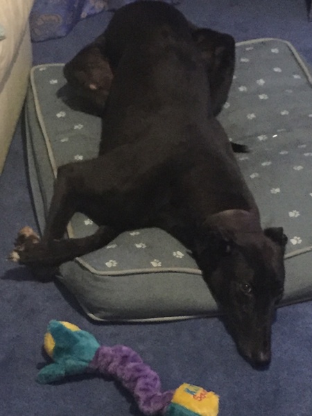 Greyhounds - Tell me everything!