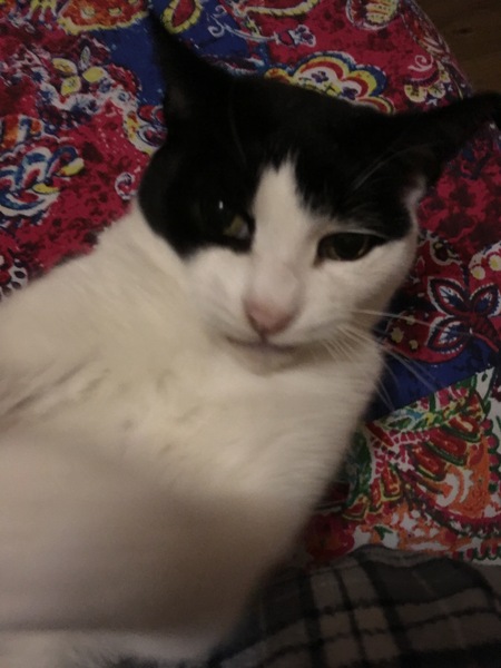 Westminsterenders: Don't Panic. Really Don't Panic. Honestly Don't Panic.