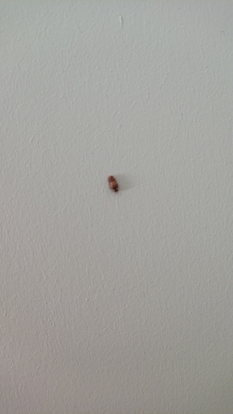 What is this bug on my son's bedroom wall?