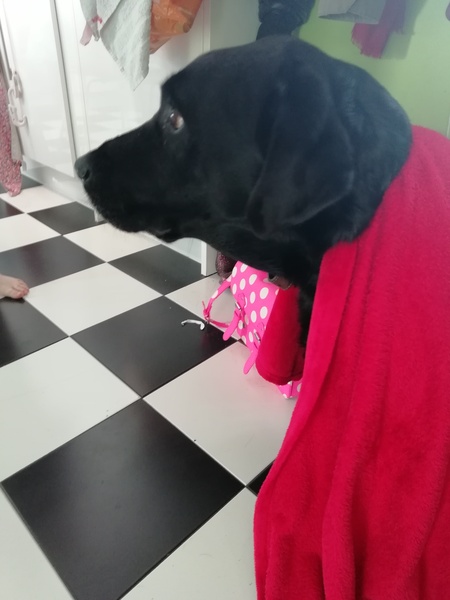 There's a dog in my house