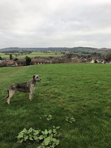 General Dog Chat 4