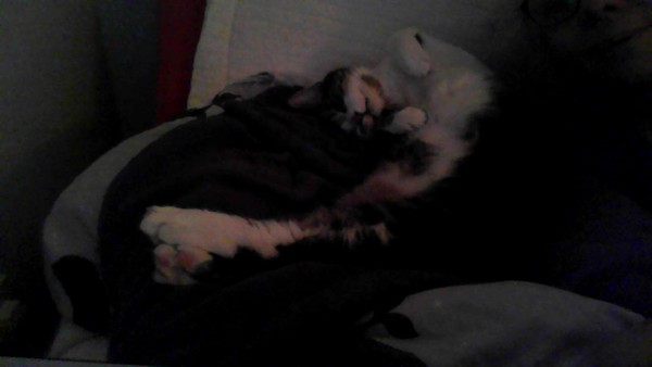 PB on the bed, dreamies and chat