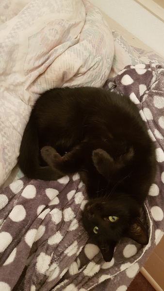 Can we have a pet photo thread? All welcome, furry, scaly, winged and more!