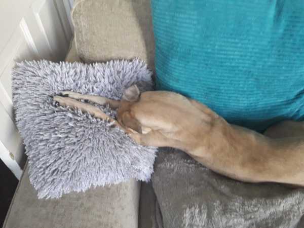 What type of dog would you recommend to us?