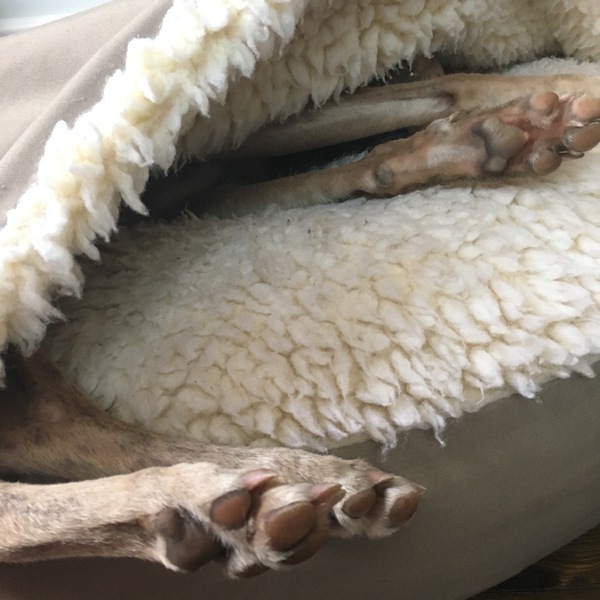 To ask for your dog bed recommendations