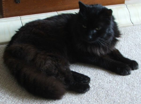 Westminstenders: The WA Vote ReDux