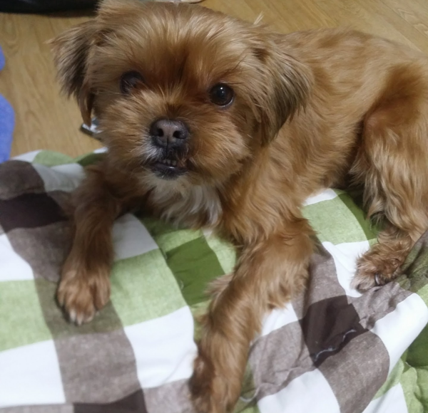 What breed is she?