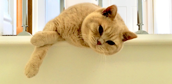 My cat pooped in the hall, then covered it with litter from his litter tray!