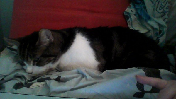 PB on the bed, dreamies and chat