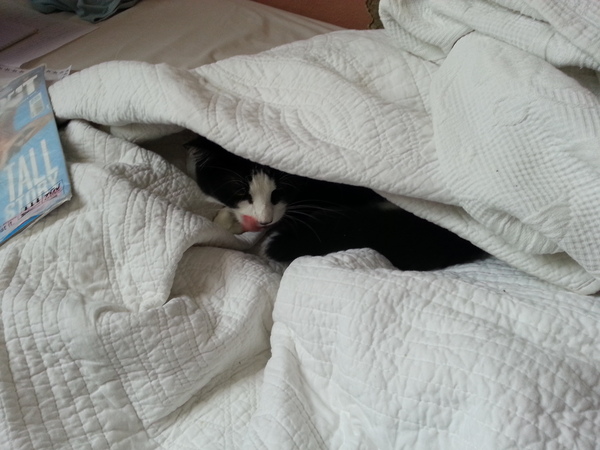 Adopting a feline friend- North London