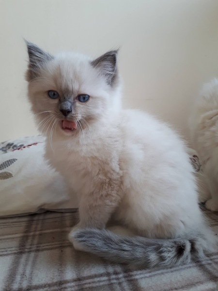 Must-buys for a new kitten?