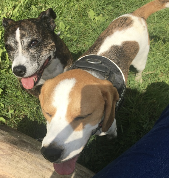 Individual dog or breed? Be honest about yours