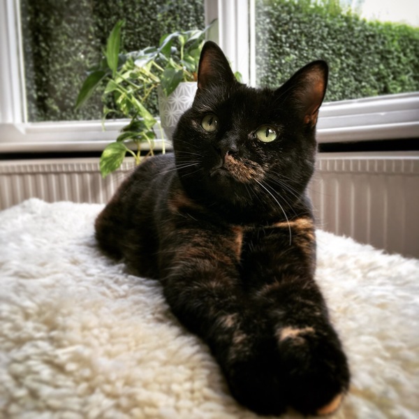 Westminstenders: The WA Vote ReDux