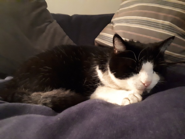 Adopting a feline friend- North London