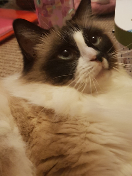 Can we have a pet photo thread? All welcome, furry, scaly, winged and more!