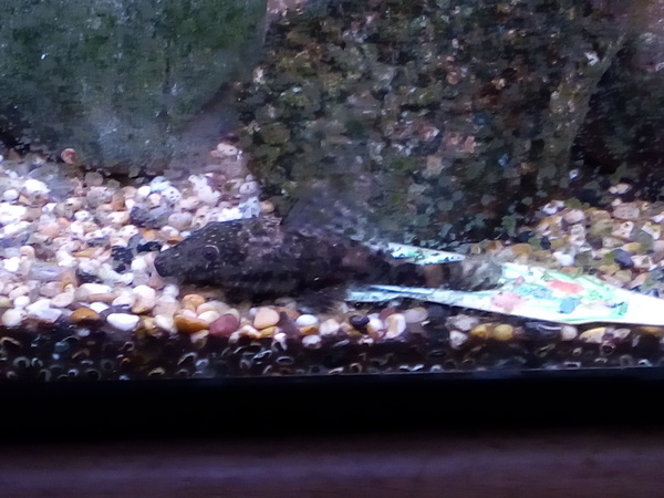 Can we have a pet photo thread? All welcome, furry, scaly, winged and more!