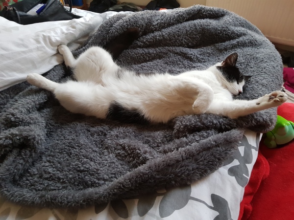 Flexicat