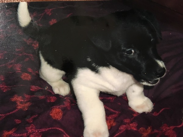 Can we have a pet photo thread? All welcome, furry, scaly, winged and more!