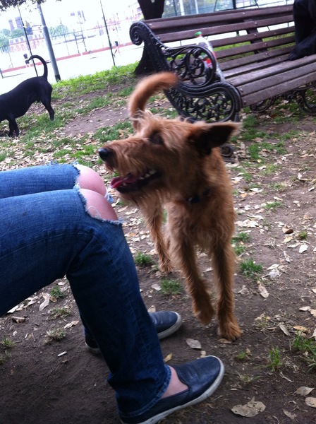 What breed of a dog is this?