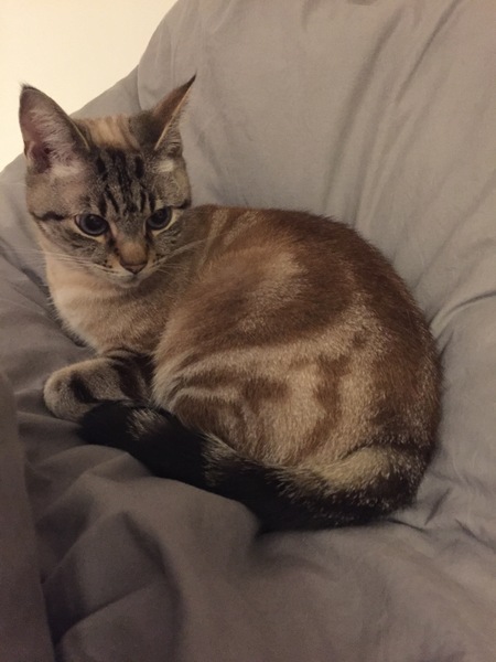 Cat we have rehomed hissing at us