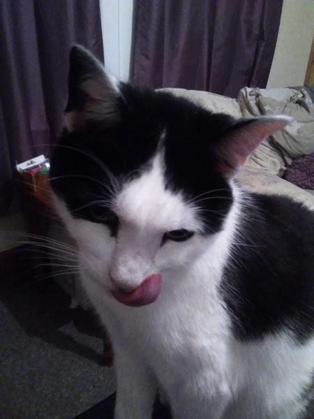 Can we have a pet photo thread? All welcome, furry, scaly, winged and more!