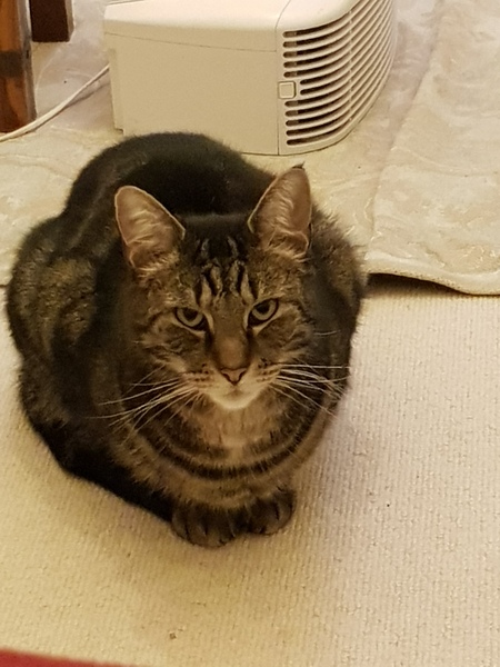 Westminstenders: What The Hell Happens Next?!