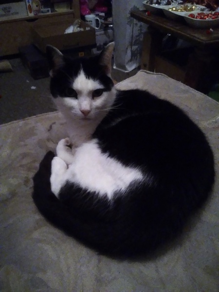 Can we have a pet photo thread? All welcome, furry, scaly, winged and more!