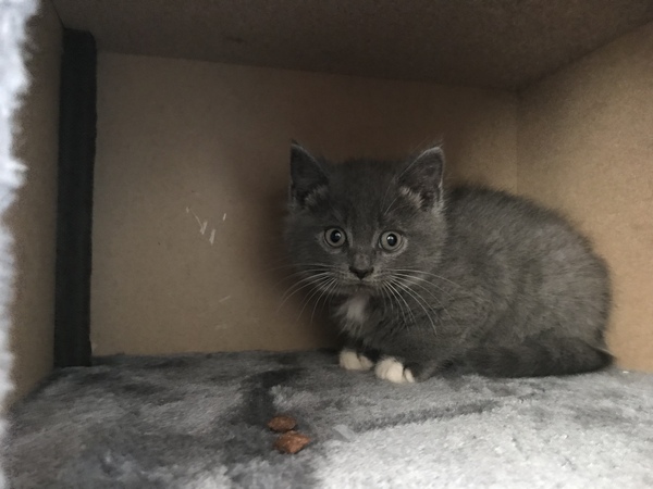 What haven’t I considered for my kitten