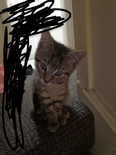 Another name my cat thread