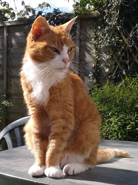 Westminsterenders: Don't Panic. Really Don't Panic. Honestly Don't Panic.