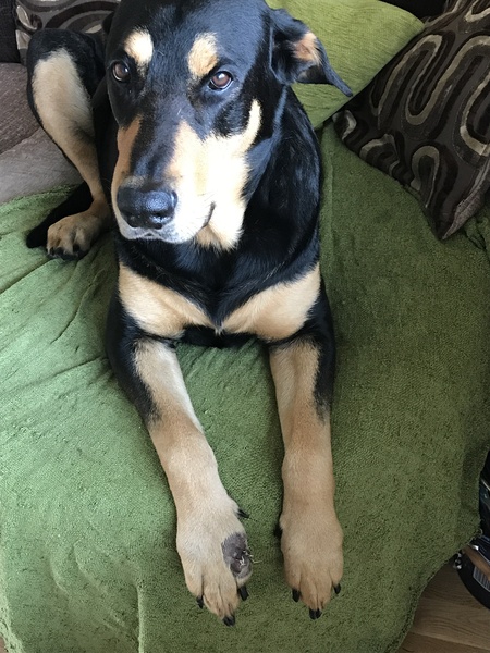 To sack DDog and give him no treats again ever?!