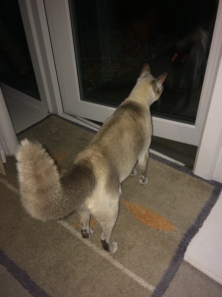 Westminstenders: The WA Vote ReDux