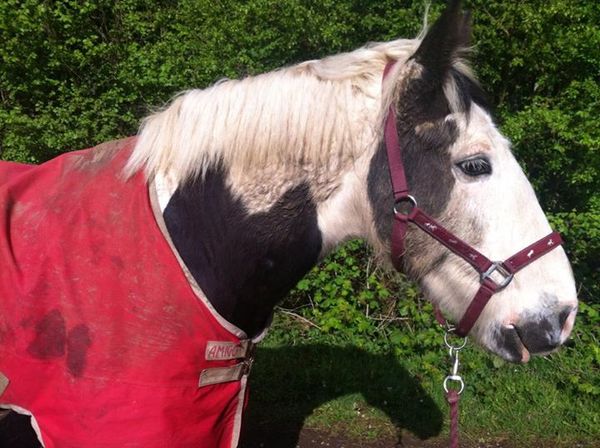 Can we have a pony picture thread?