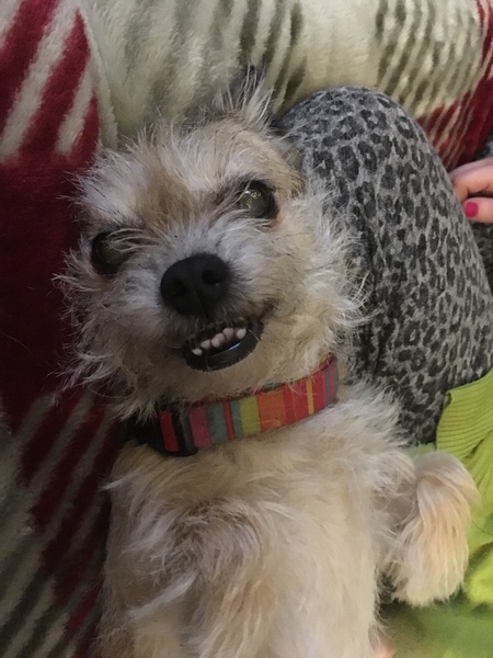 Mumsnet users share how their pet is part of the family with Animal Friends Insurance