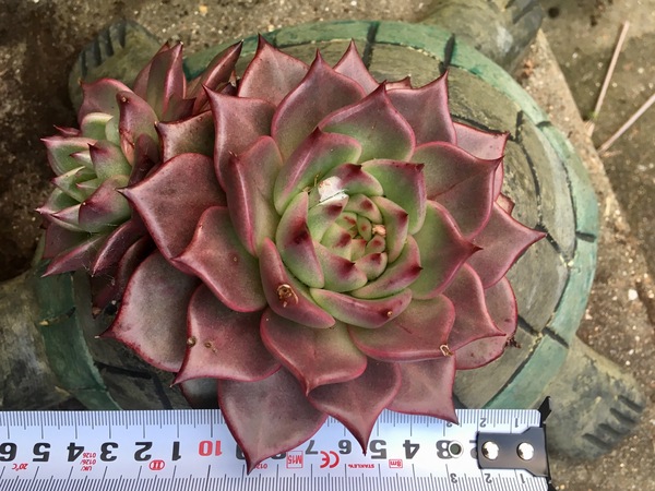 So what is this lovely red succulent (??) in my turtle?