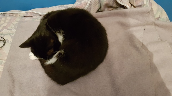 Can we have a pet photo thread? All welcome, furry, scaly, winged and more!