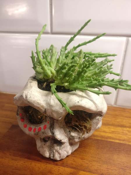 Houseplant identification help please!