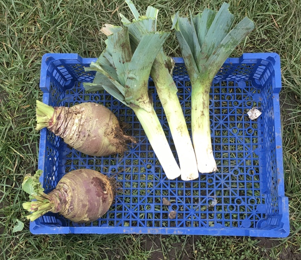 Allotment?Veg Patch Thread 13! Are we weathering the weather?