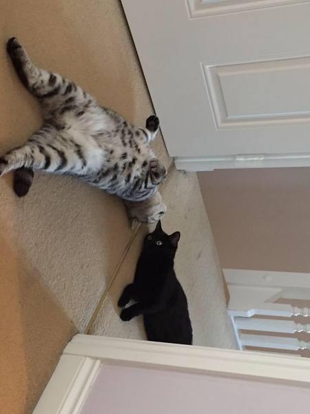 Mumsnet users share how their pet is part of the family with Animal Friends Insurance
