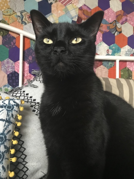Can we have a pet photo thread? All welcome, furry, scaly, winged and more!